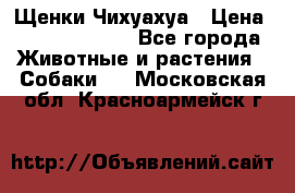 Щенки Чихуахуа › Цена ­ 12000-15000 - Все города Животные и растения » Собаки   . Московская обл.,Красноармейск г.